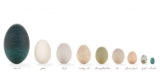 Strive These Unique Options to Rooster Eggs